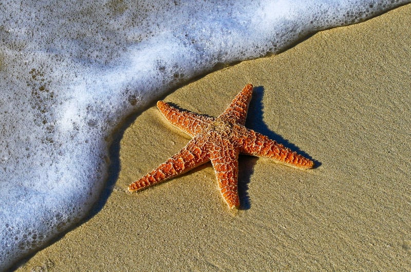 Beach Under the Stars